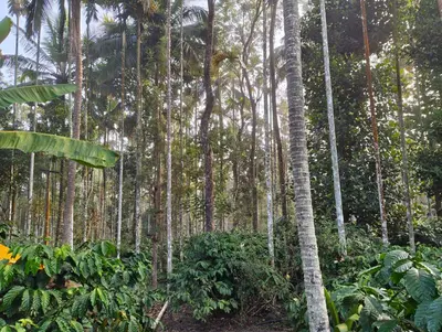 a forest of tall palm trees in the jungle at Resonanace Homestay Nature Stay in Wayanad in Pulpally
