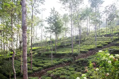 a tea plantation in the middle of a forest at SaffronStays Chamomile Hills in Kotagiri