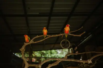 three birds sitting on a tree branch at Greenex farm Resort in Vythiri