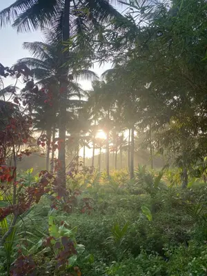 a forest with the sun shining through the trees at Nirvana Private Villa in Kushālnagar