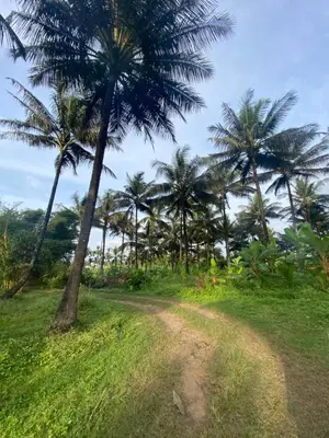 a dirt road in front of palm trees at Nirvana Private Villa in Kushālnagar