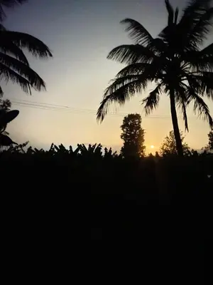 a silhouette of a palm tree at sunset at Coorg jungle Cottage in Kushālnagar
