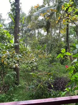 a park bench in the middle of a forest at Coorg jungle Cottage in Kushālnagar