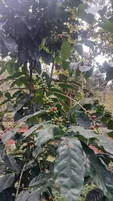 a tree with lots of leaves and fruits on it at Aura Eco Friendly Resort in Sultan Bathery