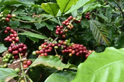 a bunch of red and green berries on a tree at Finca Backwater Homestay in Suntikoppa