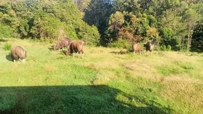 a herd of animals grazing in a field of grass at Shobha home stay in Vattavada