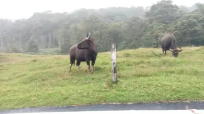 two animals grazing in a field next to a road at Shobha home stay in Vattavada