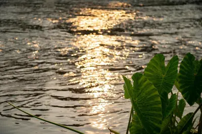 a body of water with the sun reflecting on the water at Pollachi Riverhouse, A CGH Earth Saha experience in Pollāchi