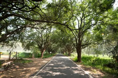 a road lined with trees in a park at Pollachi Riverhouse, A CGH Earth Saha experience in Pollāchi