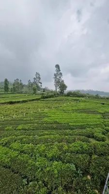 a field of green grass with sheep in it at Meadows mist ooty in Ooty