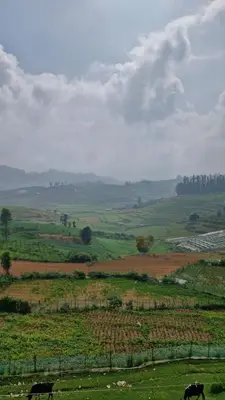 two cows are grazing in a green field at Meadows mist ooty in Ooty