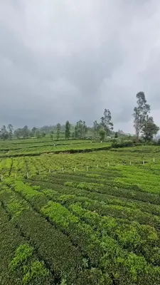 a field of green crops with trees in the background at Meadows mist ooty in Ooty