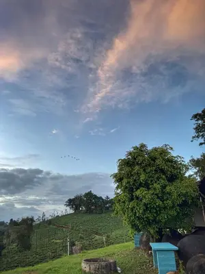 a blue bench in a field under a cloudy sky at Rafters Retreat Coorg - The Riverside Homestay in Srimangala