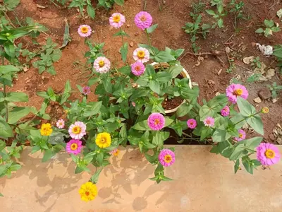 a bunch of colorful flowers in the dirt at AR Homes in Coimbatore