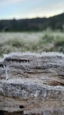 a group of icicles on the side of a field at Bluehood WildScape in Vattavada