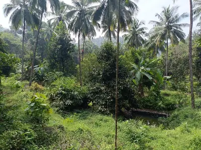 a jungle with palm trees and a river in the foreground at Morning mist holidays Thusharagiri in Vallikavungal