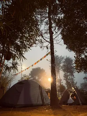 two tents in a field next to a tree at Happy Feet Wayanad in Vaduvanchal