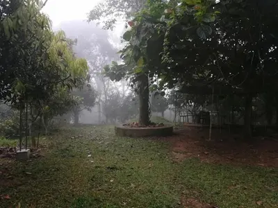 a tree sitting in the middle of a field at Tapovan Fruitopia in Sultan Bathery