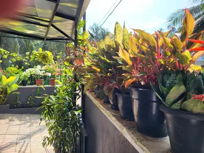 a row of potted plants in pots on a wall at Home stay in Manjeri