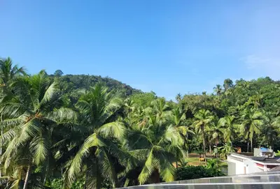 a group of palm trees in front of a mountain at Home stay in Manjeri
