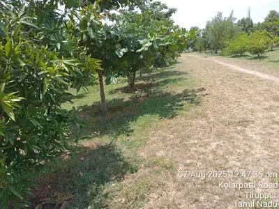 a row of fruit trees on a dirt road at Chettinadu Pool Villa in Pollāchi