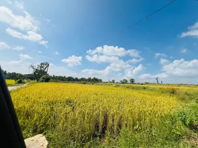 a field of yellow rapeseed on the side of a road at Green Heaven Mysore Homestay in Mysore