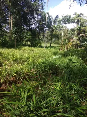a field of tall grass with trees in the background at Aathira Agri Homes in Trichūr