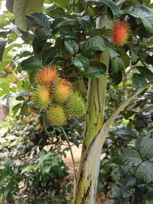 a bunch of durians hanging from a tree at Aathira Agri Homes in Trichūr