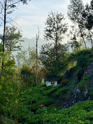 a small house in the middle of a forest at Mad & Nomad Backpackers Hostel in Coonoor