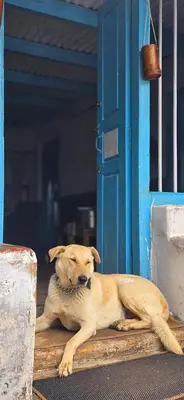 a brown dog laying in front of a blue door at Mad & Nomad Backpackers Hostel in Coonoor