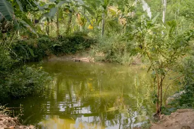 a small pond in the middle of a jungle at DEEP ViLLA in Batheri