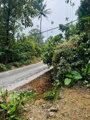 a road with a bush with red flowers on it at rivers edge homestay in Viripara