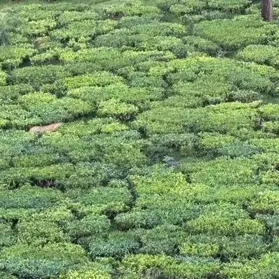 Lush Green View Cottage 3BH