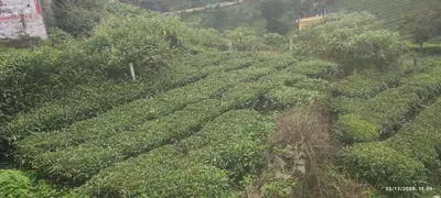 an aerial view of a field of green plants at Greenary homestay in Ooty