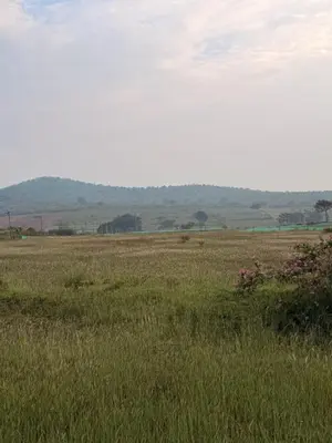 a field of grass with mountains in the background at Tusker & Gaur - Bandipur