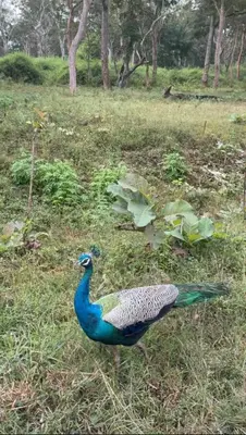 a peacock standing in the grass in a field at Tusker & Gaur - Bandipur