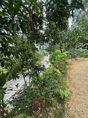 a group of trees with flowers on the side of a road at Parathanathu Homestay in Viripara