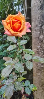 an orange rose is growing in a garden at NEST nature homestay in Kalpetta