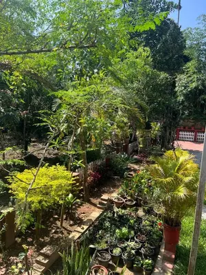 a garden filled with lots of plants and trees at The Trio in Kalpetta