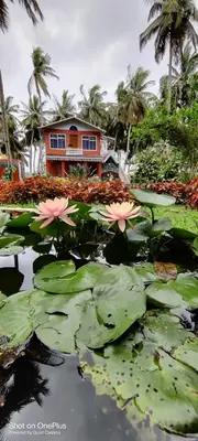 a house with pink flowers in a pond with lily pads at Avichala in Mysore