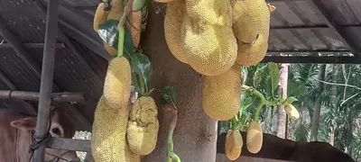 a bunch of yellow seed pods hanging from a tree at Sthala Organic Farm Stay in Nallepilli