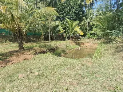 a small pond in a field with palm trees at Sthala Organic Farm Stay in Nallepilli