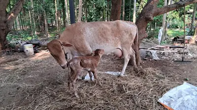 a baby calf standing next to a cow at Sthala Organic Farm Stay in Nallepilli