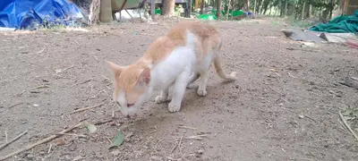 an orange and white cat standing in the dirt at Sthala Organic Farm Stay in Nallepilli