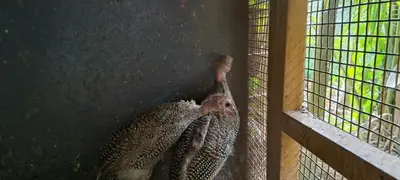 a bird sitting in a cage next to a window at Sthala Organic Farm Stay in Nallepilli