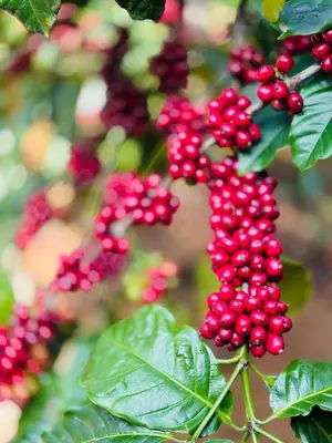 a bunch of red berries on a tree with leaves at WhiteLilys Pool Retreat Kaggodlu Madikeri Coorg in Madikeri