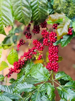a bunch of red berries on a tree with leaves at WhiteLilys Pool Retreat Kaggodlu Madikeri Coorg in Madikeri
