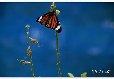 a butterfly is sitting on top of a plant at Tranquilandia in Varagampadi