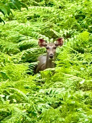 a deer standing in a field of green bushes at Zonooro Homestay Vythiri in Vythiri