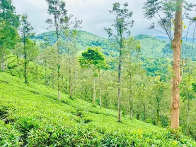 a lush green hillside with trees and mountains in the background at Zonooro Homestay Vythiri in Vythiri